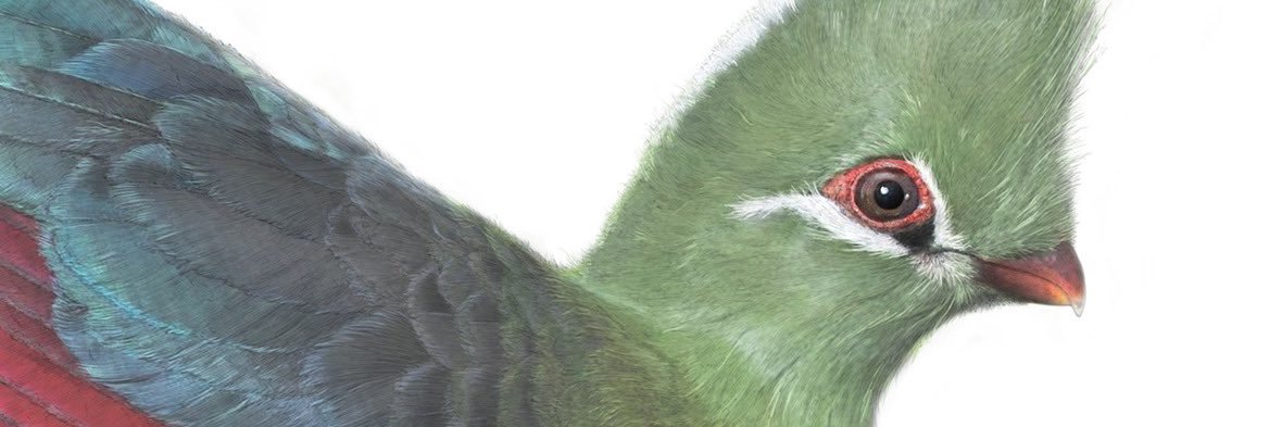 BRillustrations's profile banner image