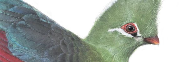 BRillustrations Profile Banner