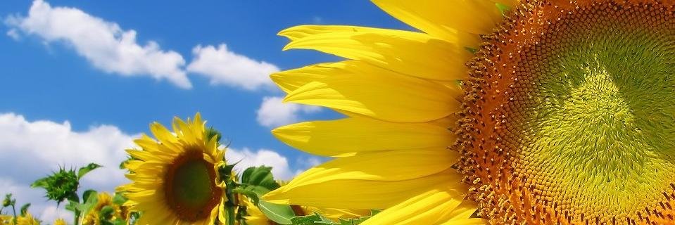 nesiandtweet's profile banner image