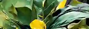 KamleshNebhani's profile banner image