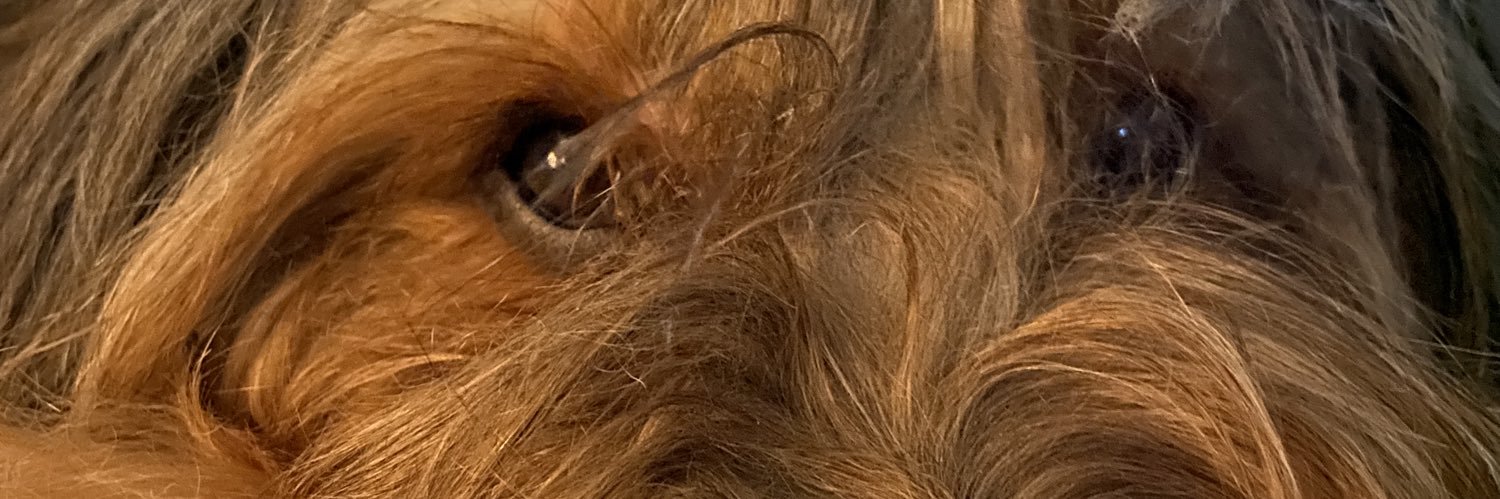 catripp704's profile banner image