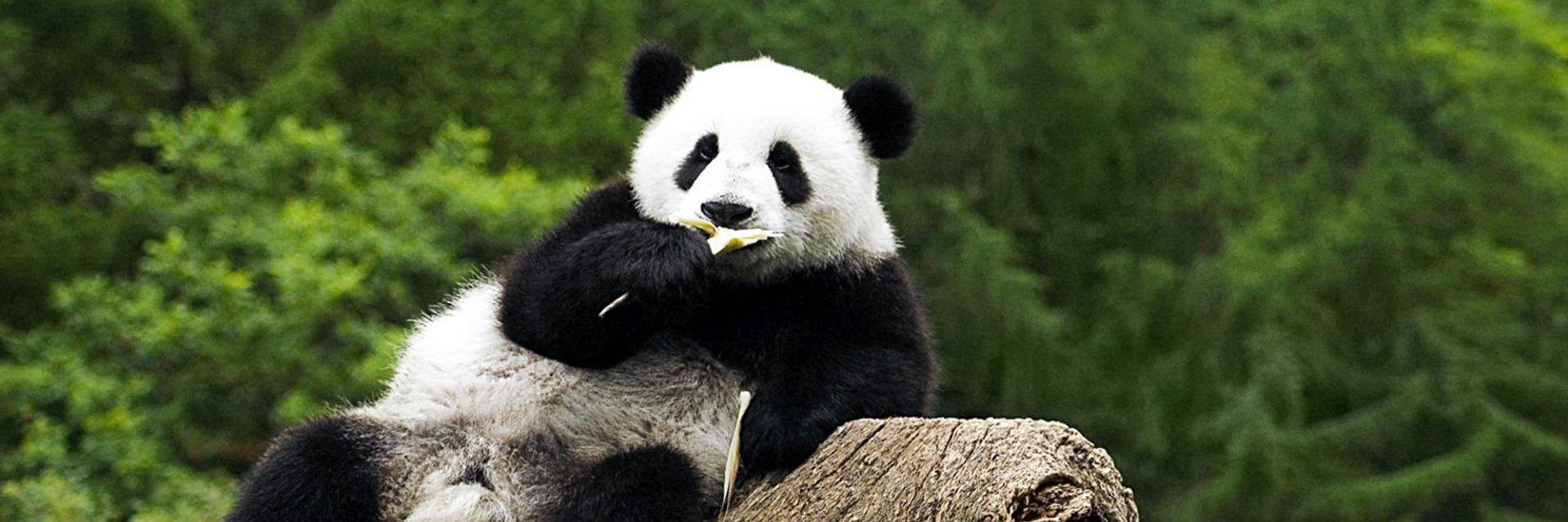 MessiPanda10's profile banner image