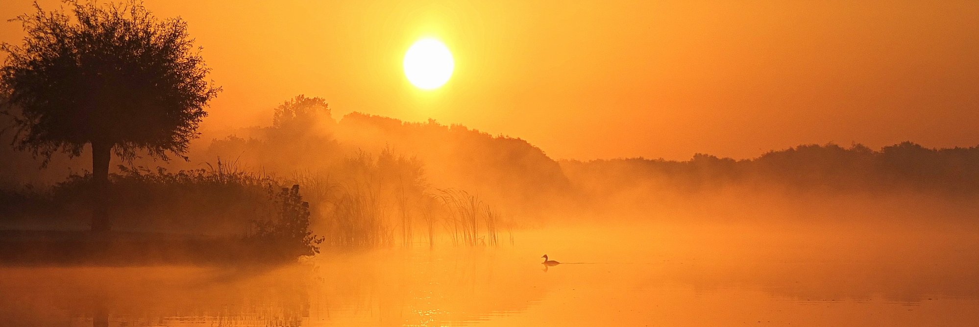 robert hartog banner