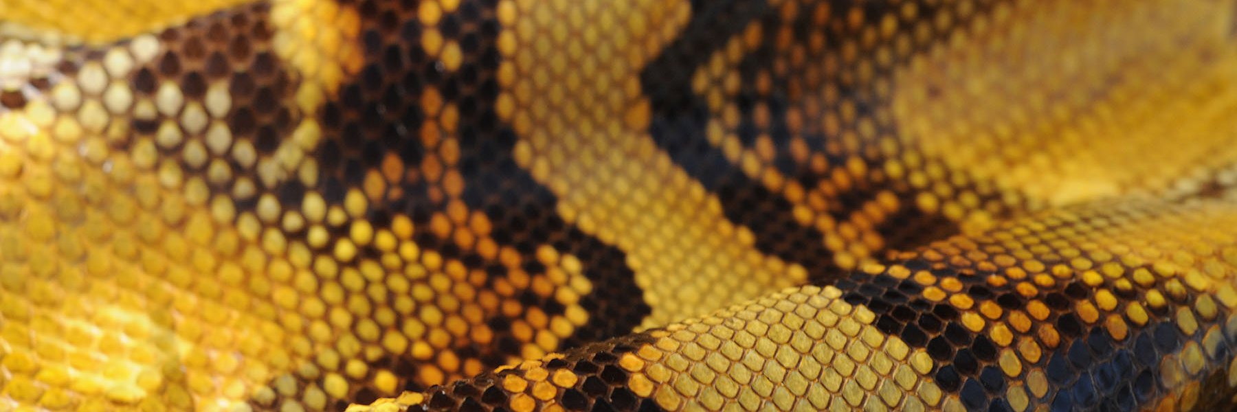 Caravelpelli's profile banner image