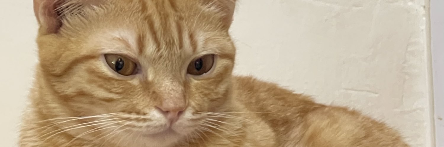 stampmoonoi's profile banner image