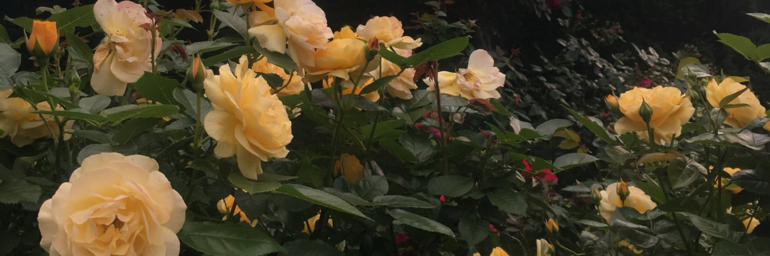 l3rigette's profile banner image