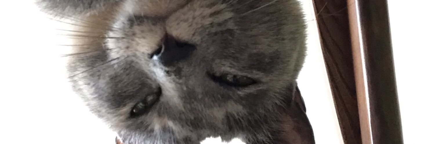 mocchitocchi's profile banner image