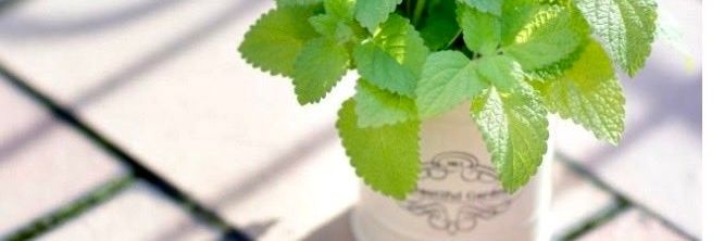 みー の「み」は ミントの み banner