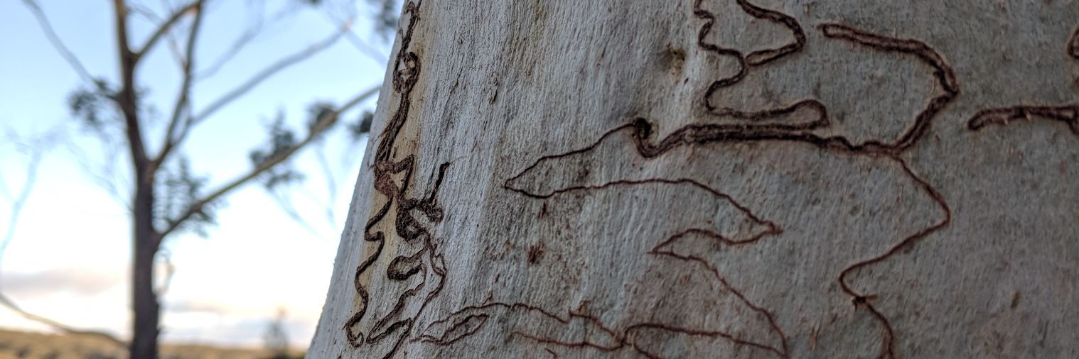 Dr Catherine Ross banner