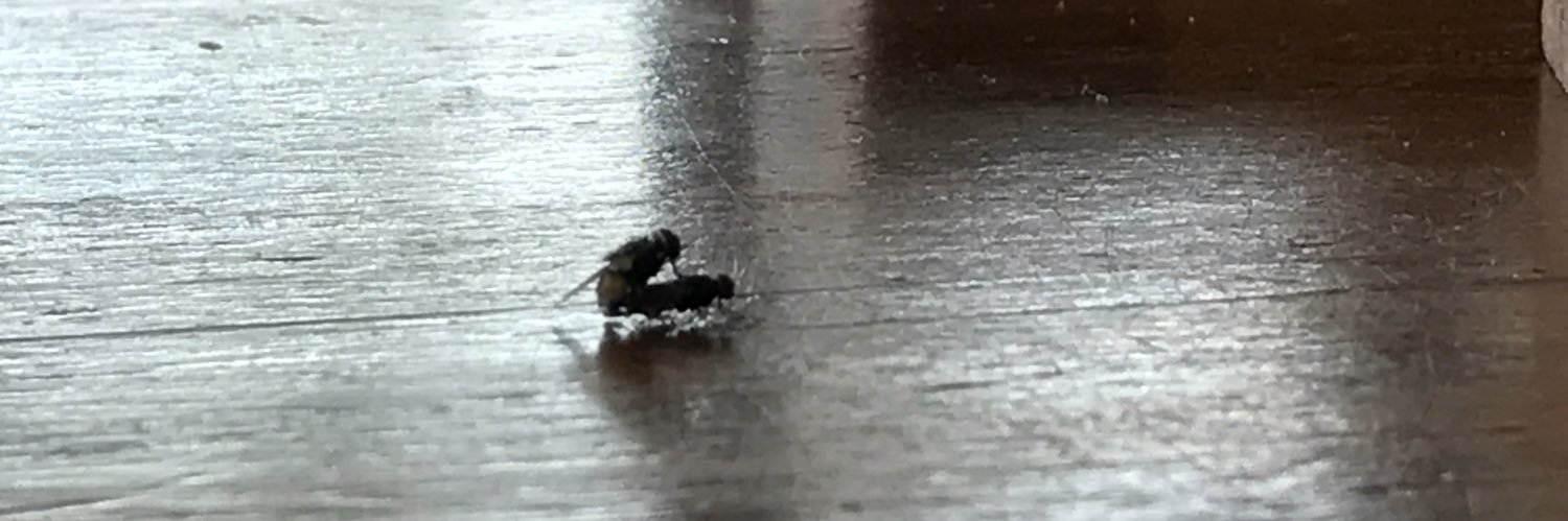 e_yallo's profile banner image