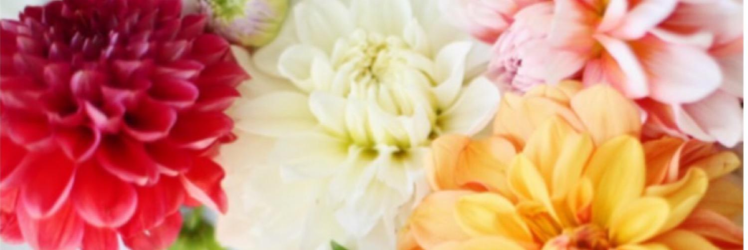 ACDiGi's profile banner image