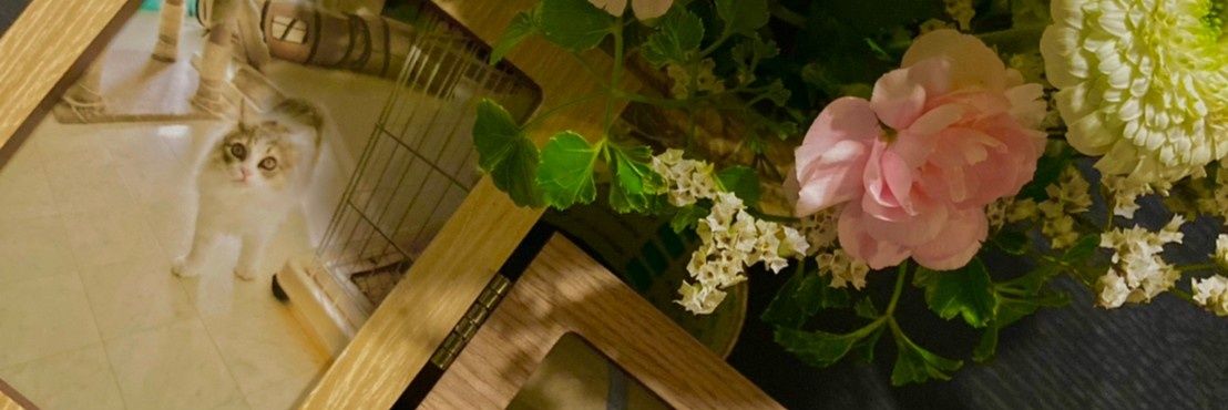 しんたまん banner