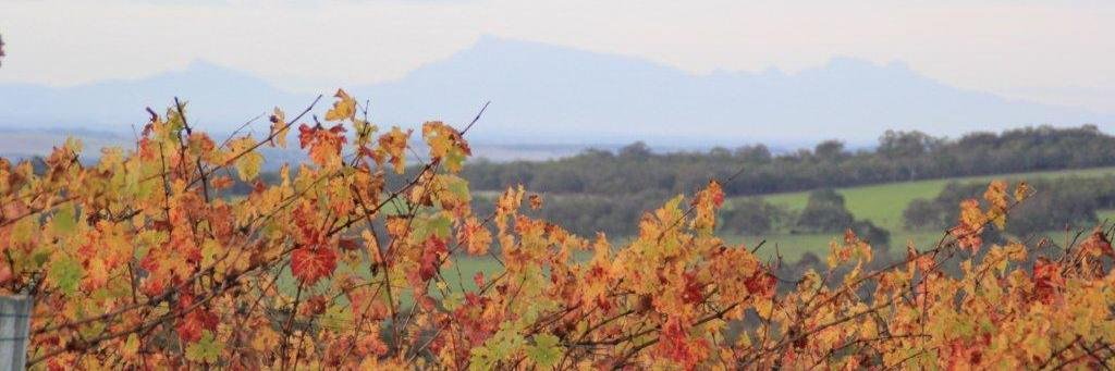 Rob Diletti banner