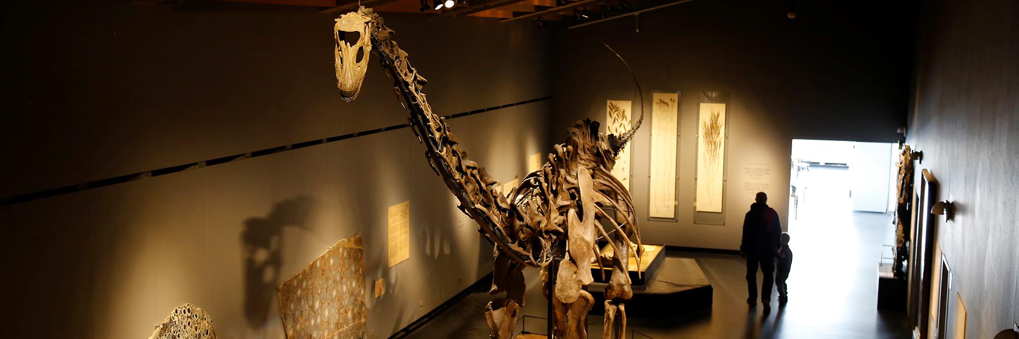 NaturalHistoryDK banner