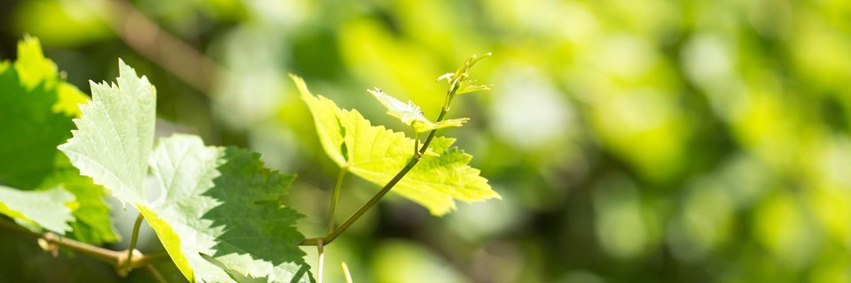 South African Wine banner