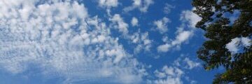 푸른나무 banner