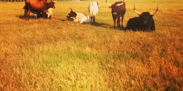 muttix's profile banner image