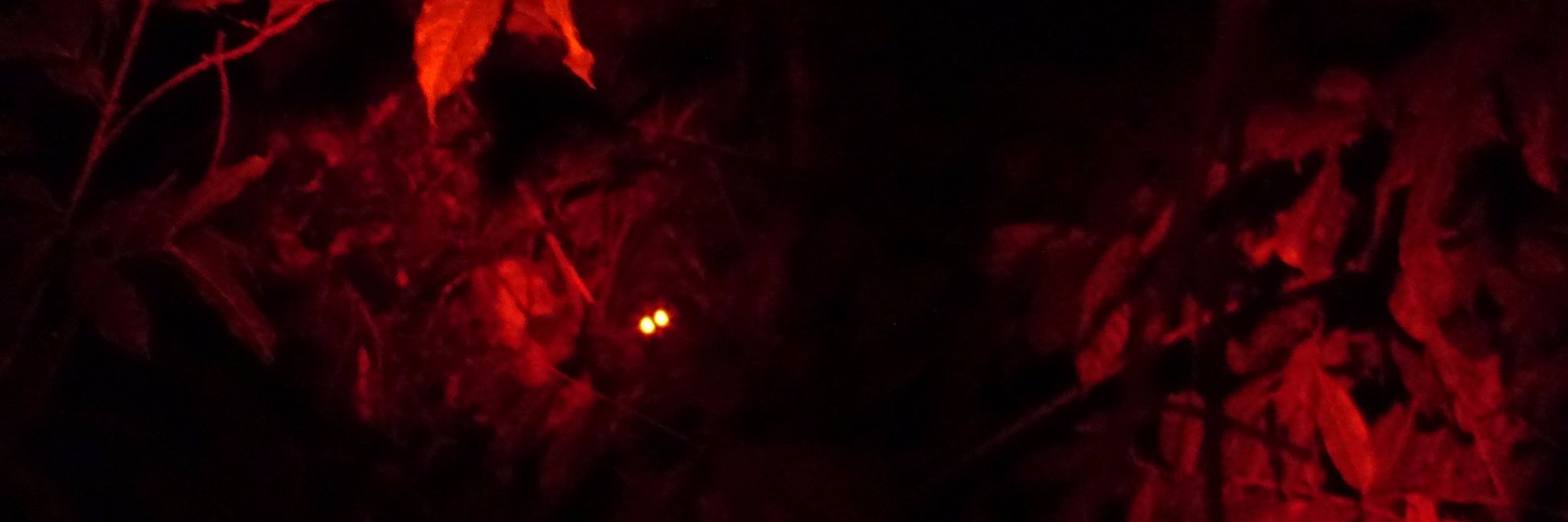 AvereeML's profile banner image