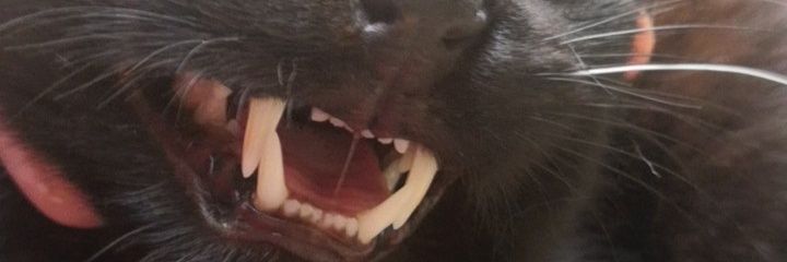 ZBzowski's profile banner image