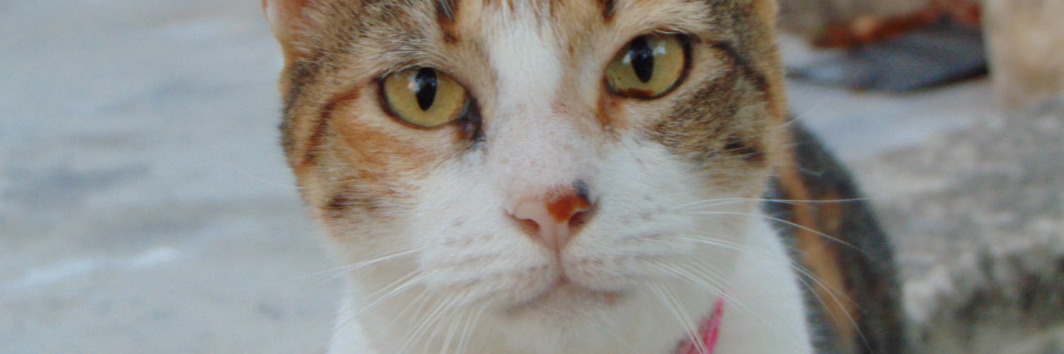 enowacko's profile banner image