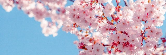 pamcypher's profile banner image