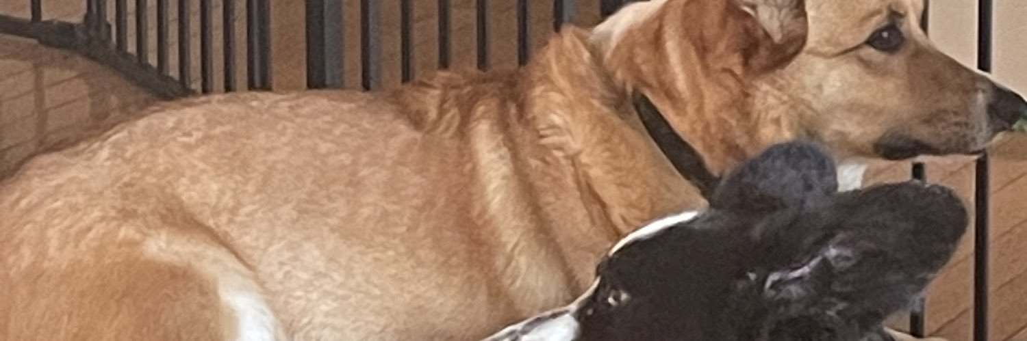 Tiffany Brady banner