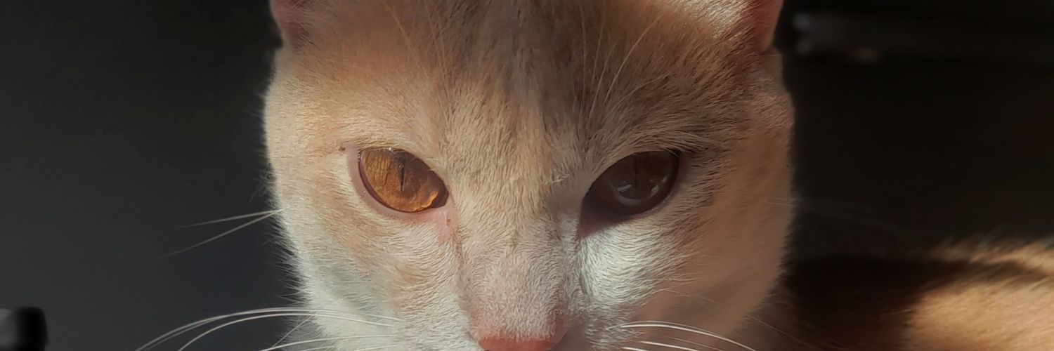alodiatorres_'s profile banner image