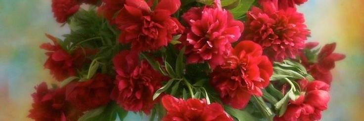 gul_dizi's profile banner image