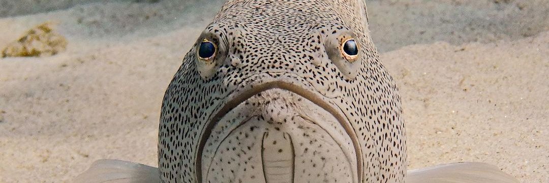 🐟🇨🇦 'Grumpy Fish' 🇨🇦🐟 banner