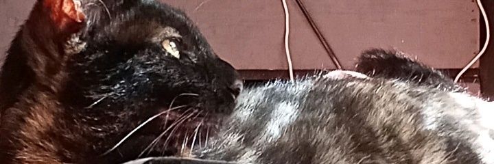 3CuartosDeTorta's profile banner image