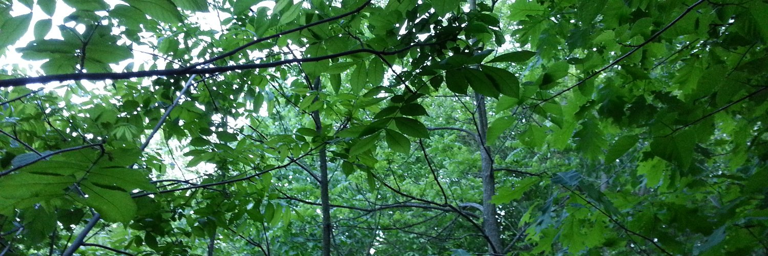 ImMarkBernhardt's profile banner image