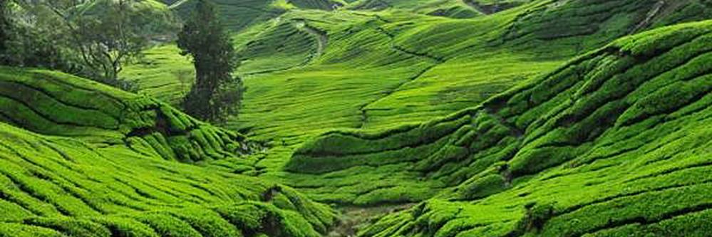 Rebecca Y. Bayeck banner