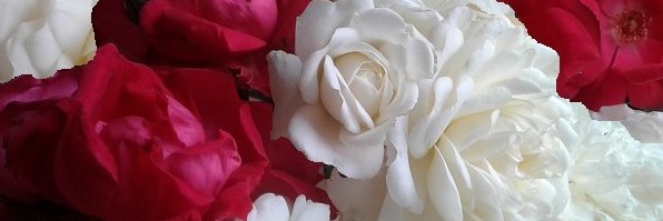 CatherineFraas's profile banner image