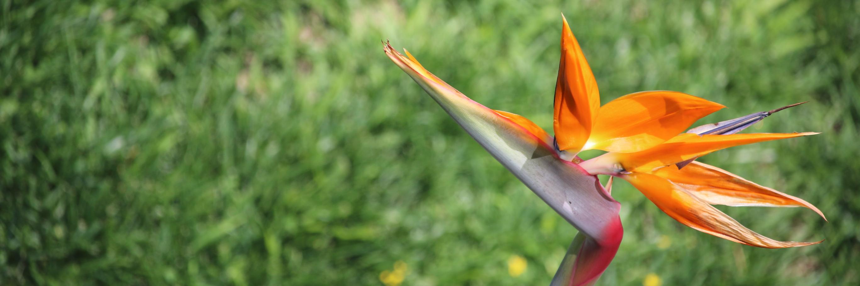 WildFlourFun's profile banner image