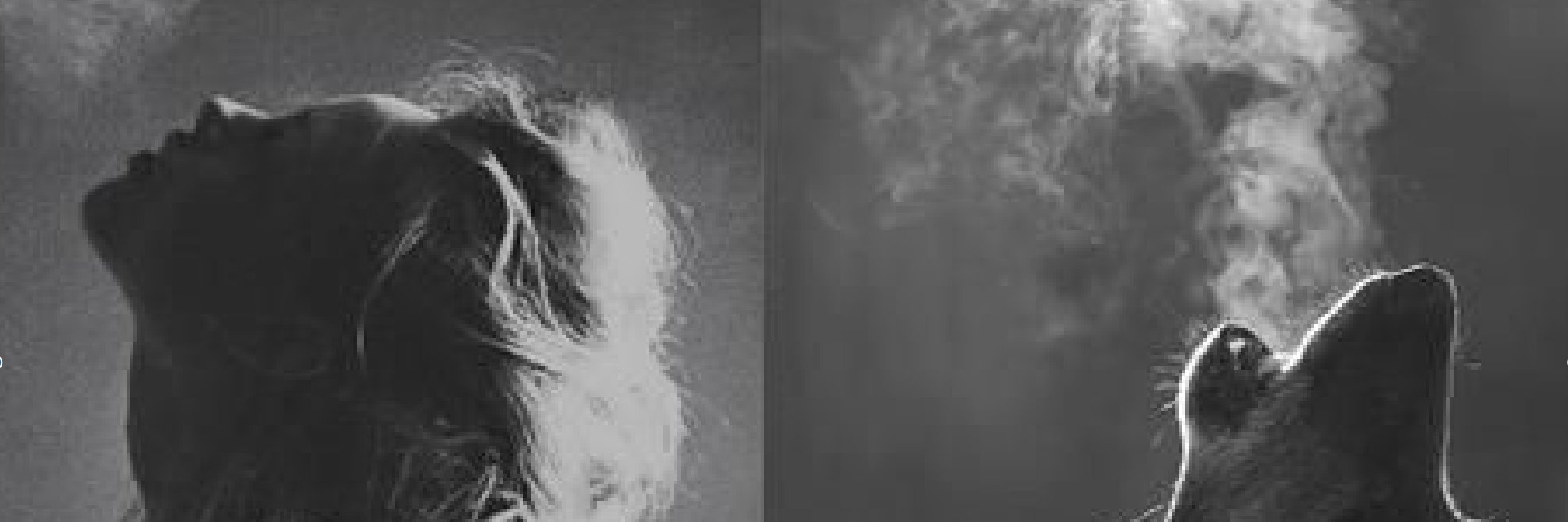 fxywlf's profile banner image