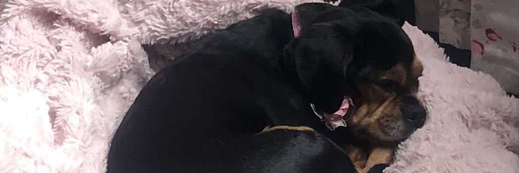 kittyscottage's profile banner image