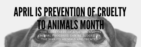 NLECAA Profile Banner