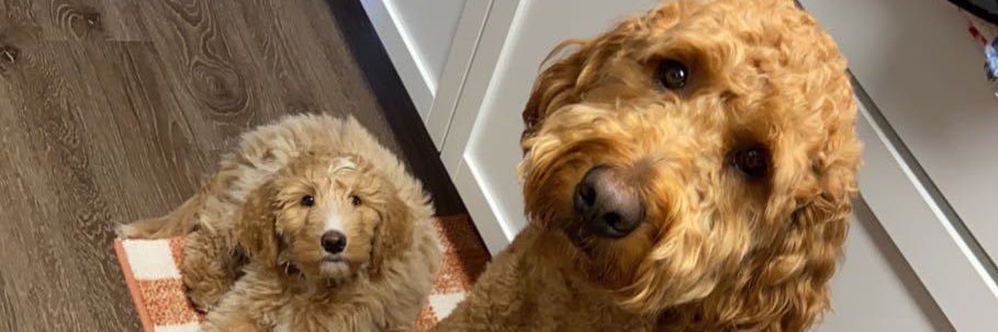 SieversBailey's profile banner image