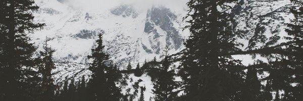 grid_bear Profile Banner