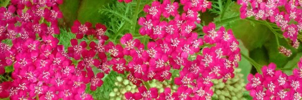 Susanne_Ulm Profile Banner