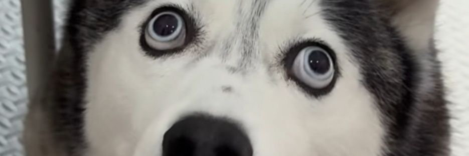 Modrigombia's profile banner image