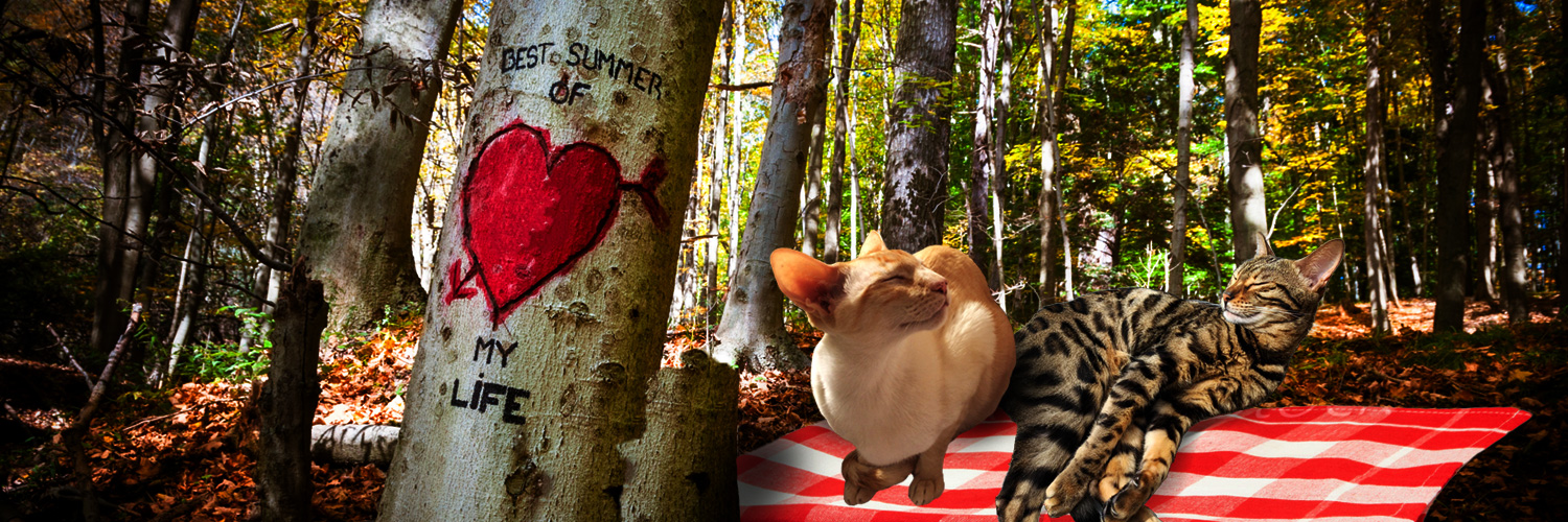 SammyFelino's profile banner image
