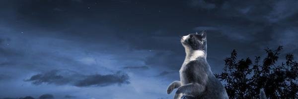arturotinoco1's profile banner image