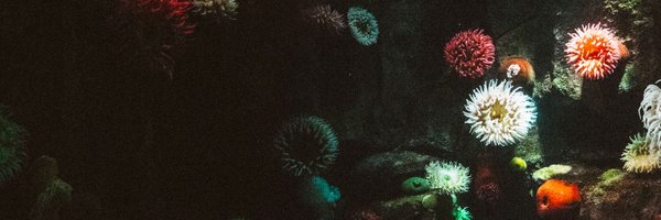 teachdiwa Profile Banner