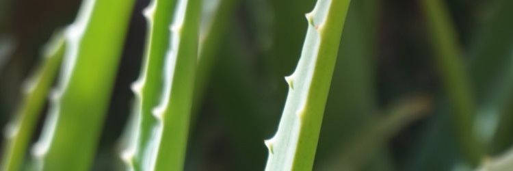 Catbaum1's profile banner image