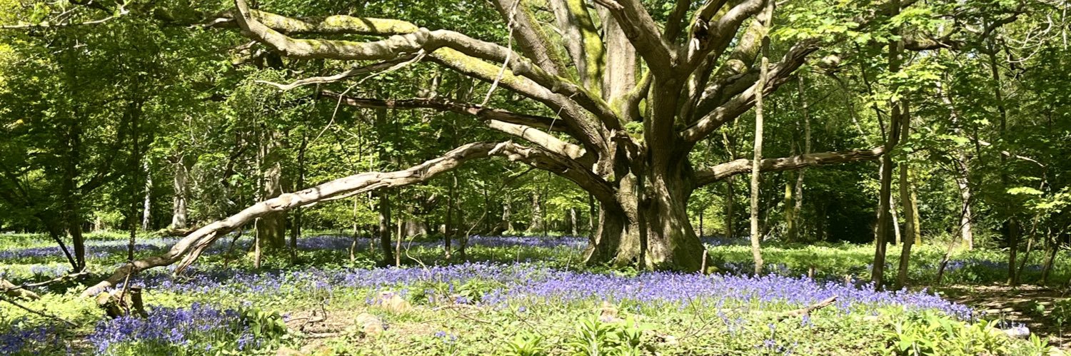 Alison Schrecker banner