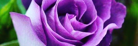 Rous230692's profile banner image