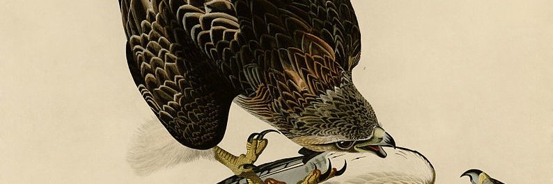 ChuckRedhawk's profile banner image