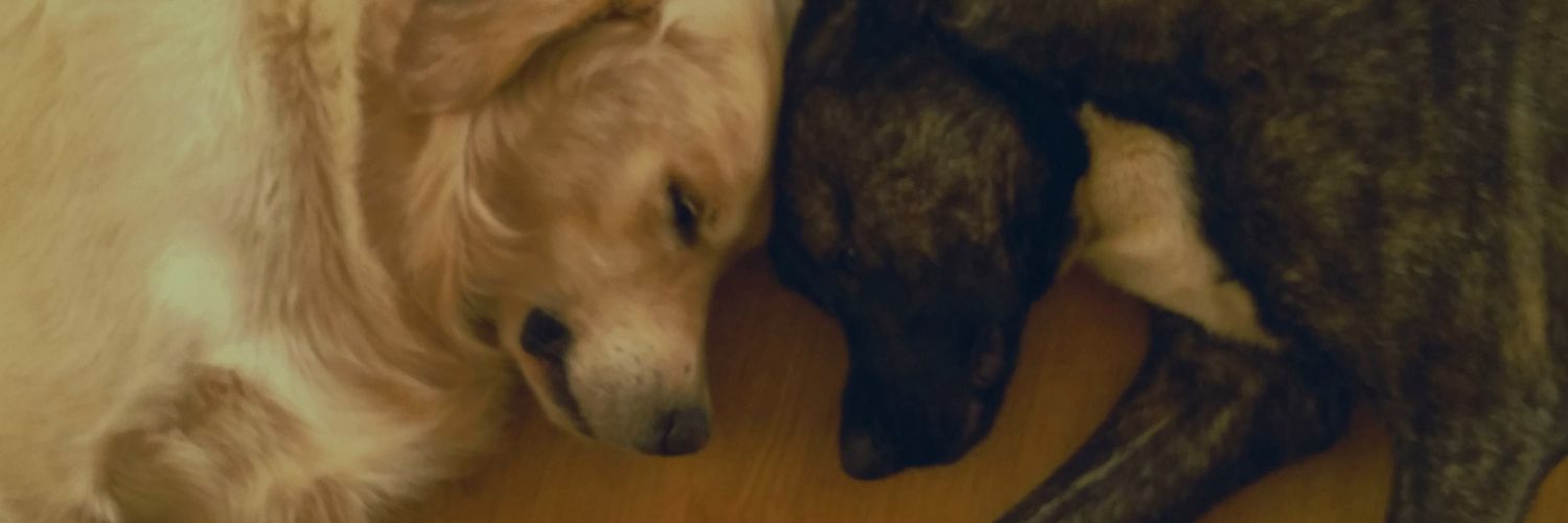 yeGokce's profile banner image