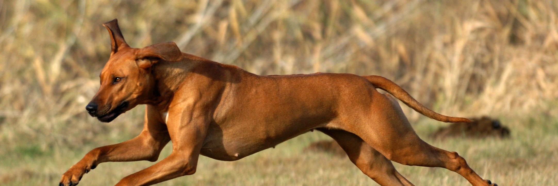 CaladesiRR's profile banner image
